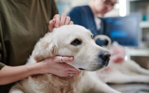 infecções de ouvido, alergias