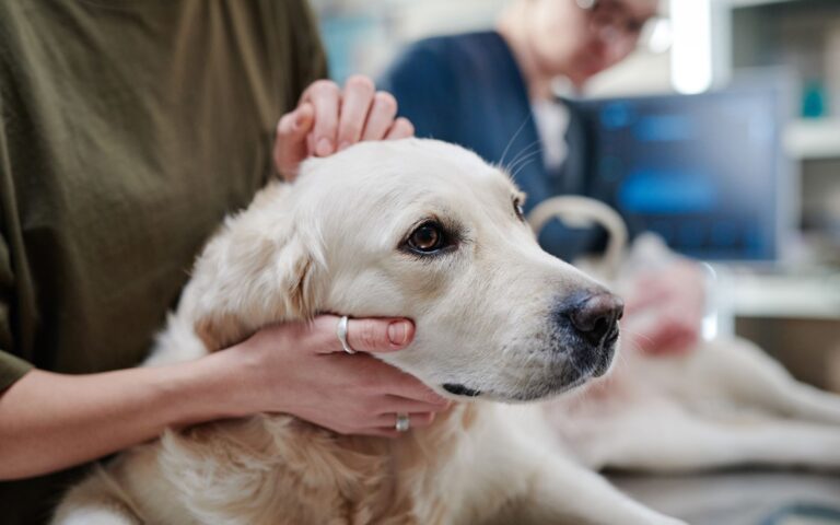 Otohematoma em cachorros: sintomas, causas e tratamento 4 infecções de ouvido, alergias