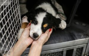 Sintomas de cinomose em cachorro: o que você precisa saber 1 Sintomas de cinomose em cachorro