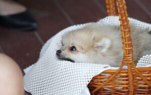 Verme do coração em cachorros: o que você precisa saber 2 Verme do coração em cachorros