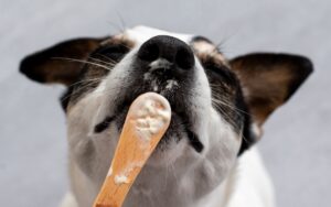 cachorro pode comer iogurte natural integral