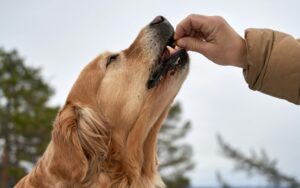 como dar Nexgard para cachorro
