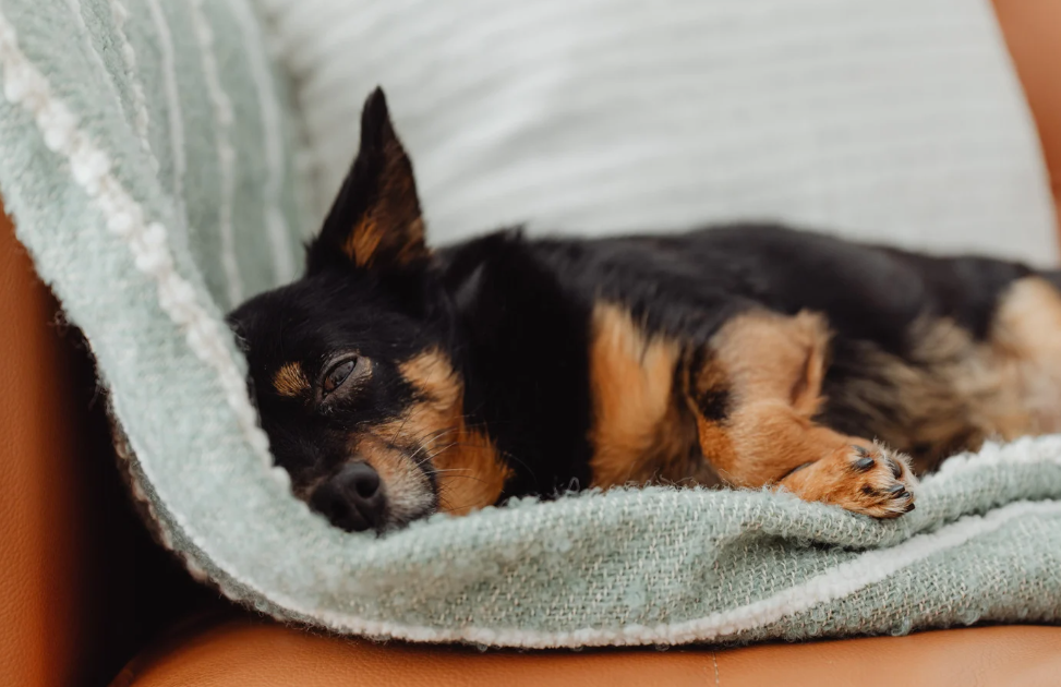 Os vermes em cachorro: um desafio para a saúde canina 1 vermes em cachorro