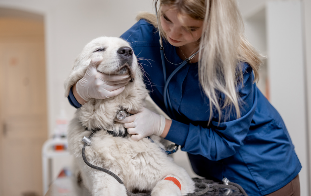 Sintomas de cinomose em cachorro: o que você precisa saber 4 Sintomas de cinomose em cachorro