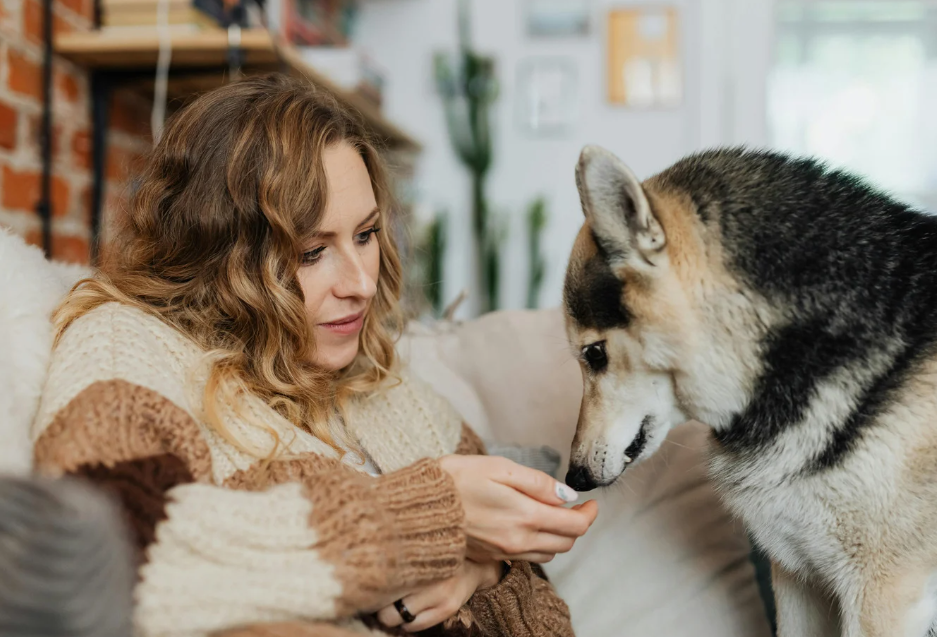 Como dar Nexgard para cachorro: guia para tutores de primeira viagem (ou não) 5 como dar Nexgard para cachorro