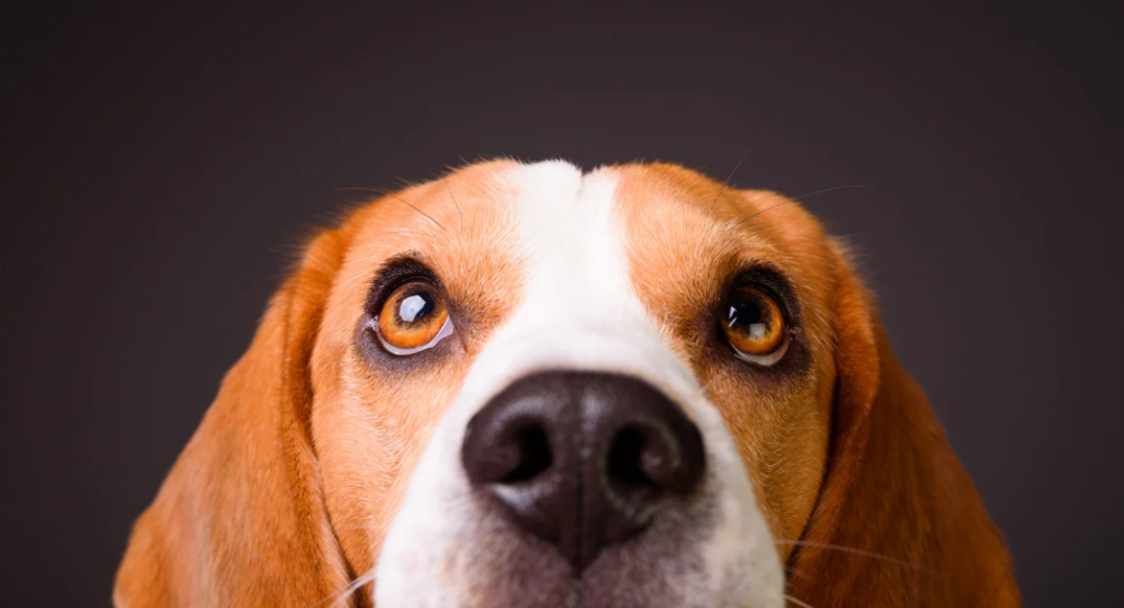 Glaucoma em cachorro: sintomas, cuidados e prevenção 1 glaucoma em cachorro