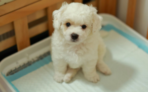 tapete higiênico Chalesco 50 unidades