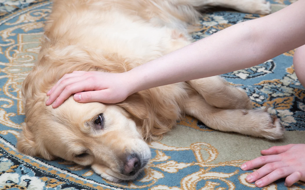 Entendendo os tipos de câncer em cachorro: sintomas, cuidados e prevenção 1 câncer em cachorro