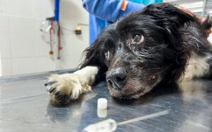 Os vermes em cachorro: um desafio para a saúde canina 3 vermes em cachorro