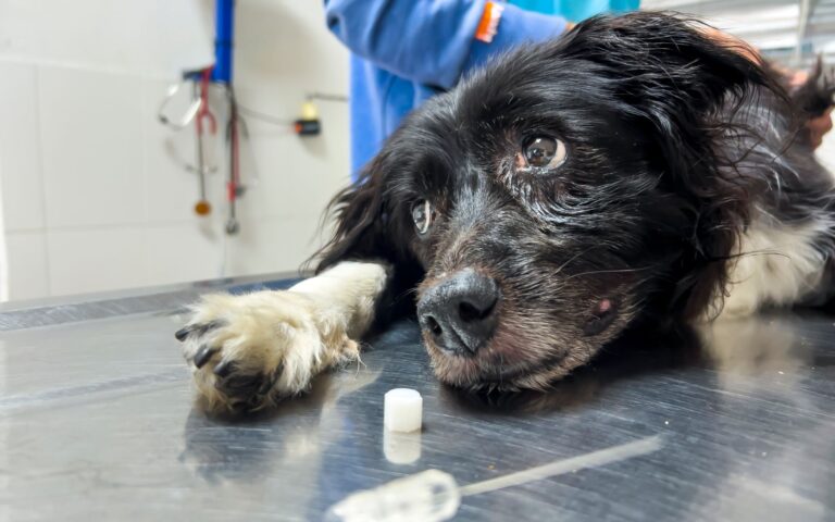 Os vermes em cachorro: um desafio para a saúde canina 3 vermes em cachorro