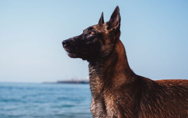 Pastor Belga Malinois vira astro de seriado brasileiro
