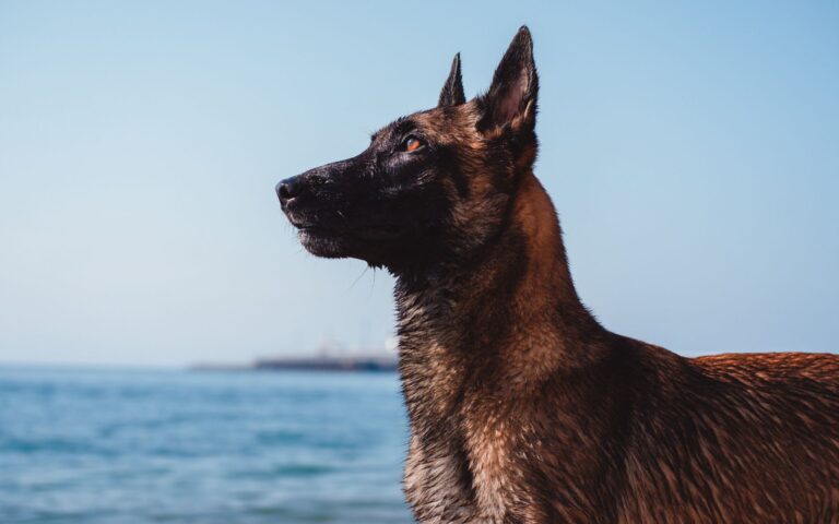 Pastor Belga Malinois vira astro de seriado brasileiro 2 Pastor Belga Malinois vira astro de seriado brasileiro