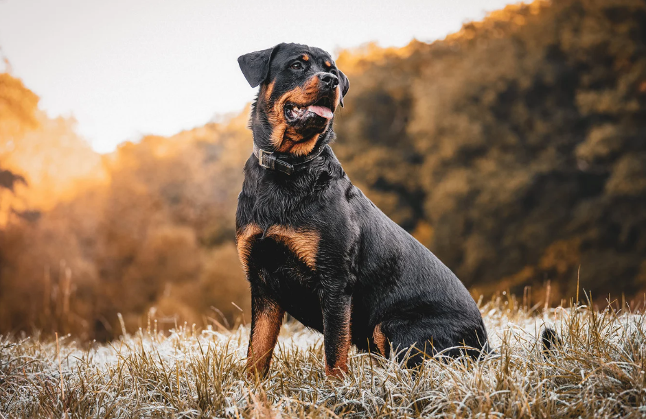 Melhor ração Rottweiler: como escolher a alimentação certa para o seu cão 5 melhor ração Rottweiler