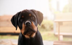 melhor ração Rottweiler