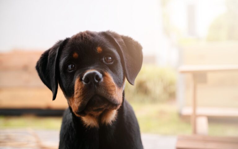 Melhor ração Rottweiler: como escolher a alimentação certa para o seu cão 4 melhor ração Rottweiler