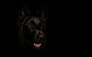 sonhar com cachorro preto atacando