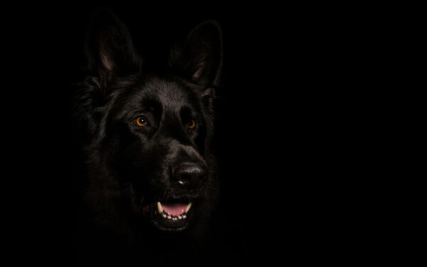 sonhar com cachorro preto atacando